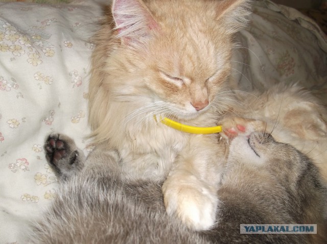 Котовторник 29.10.2013