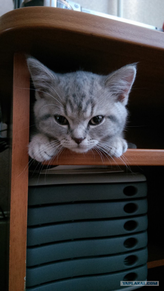 Котовторник 22.04.2014