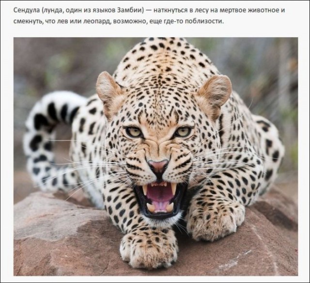 Иностранные слова, которым нет перевода в русском