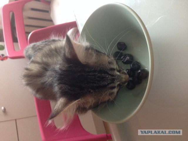 Котовторник 17.06.2014