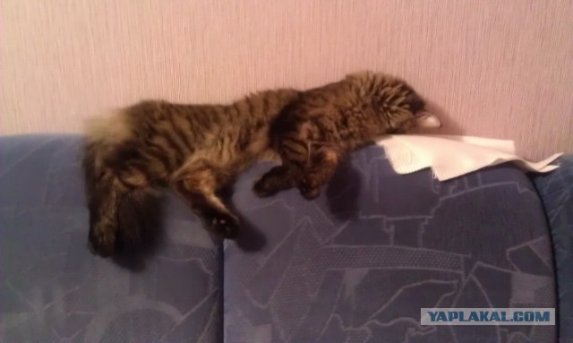 Котовторник 09.09.2014