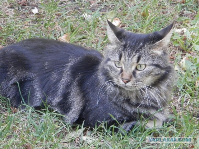 Котовторник 7.10.2014
