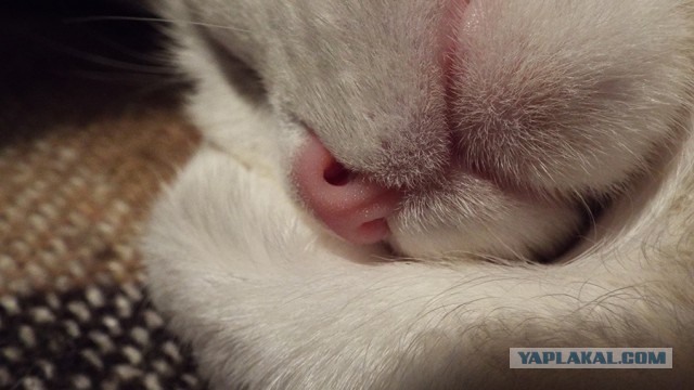 Котовторник 7.10.2014