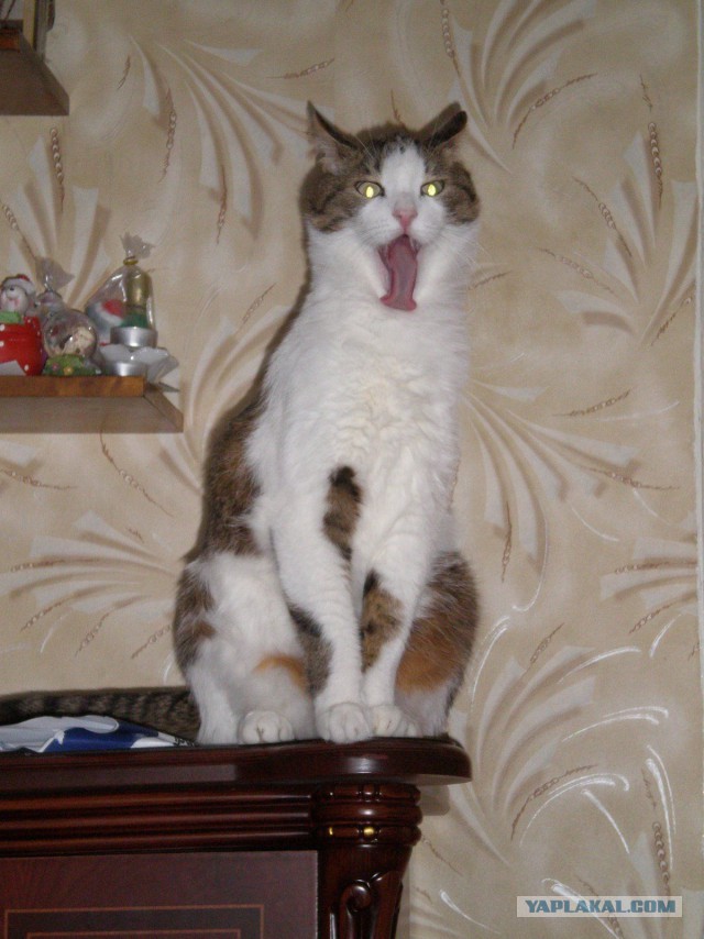 Котовторник 30.12.2014