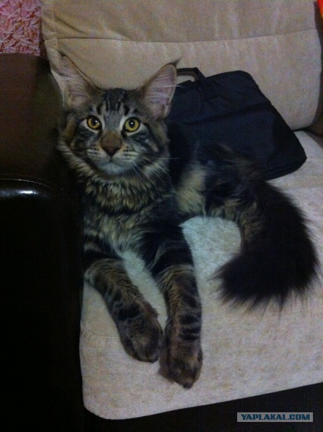 Котовторник 27.01.2015
