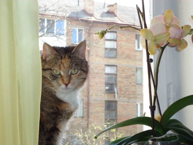 Котовторник 16.06.2015., Котовторник наступил!