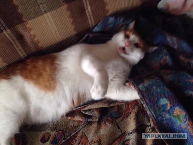 Котовторник  21.07.2015