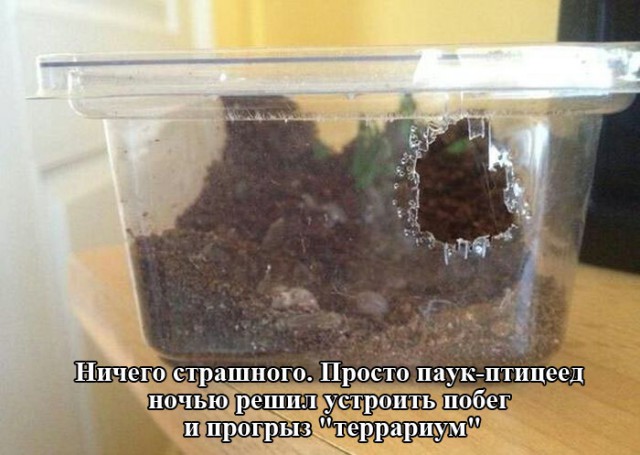 Ужасы и приколы из соцсетей 18+