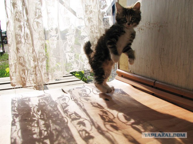 Котовторник 17.11.2015