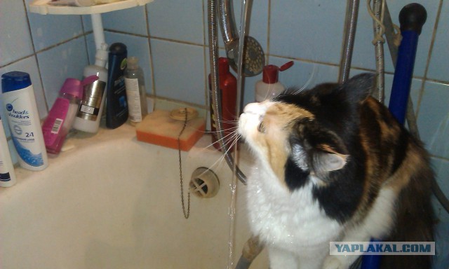Котовторник