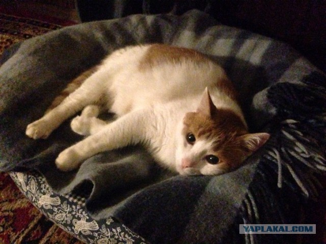 Котовторник 15.12.2015