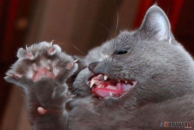 Коты, кошки, котята