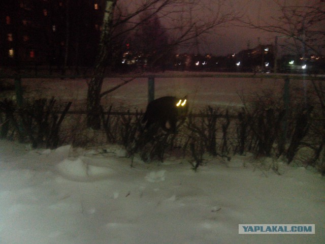 Лежанка для кота