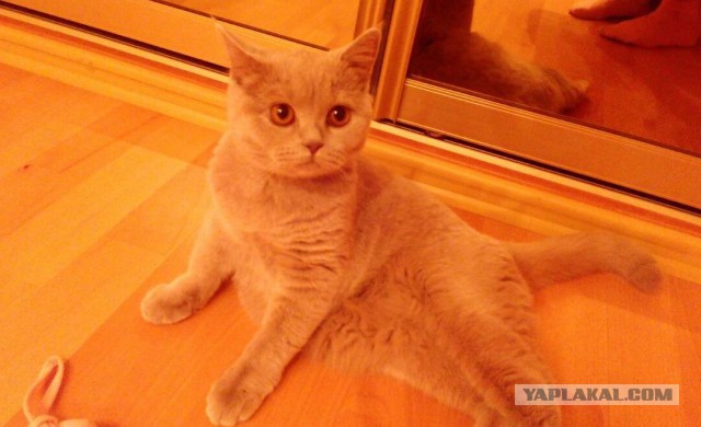 Скотинки - Животинки