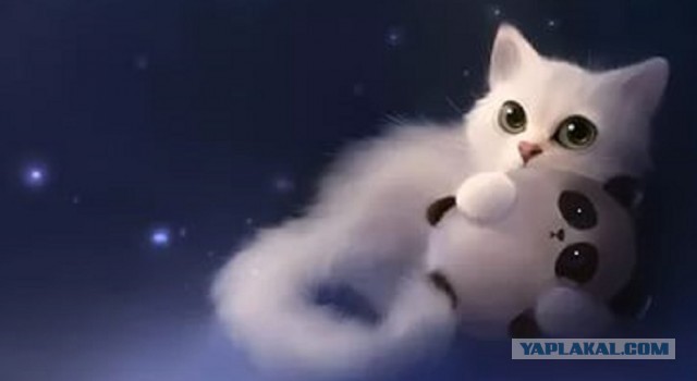 Котовторник 12.04