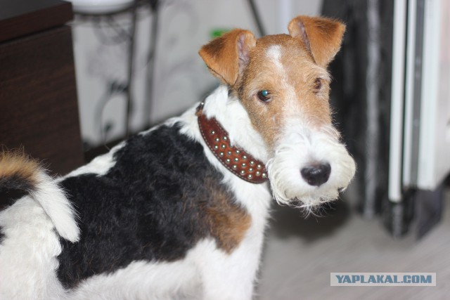 Страшно красивые терьеры