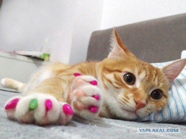 Минутка доброты на ЯПе