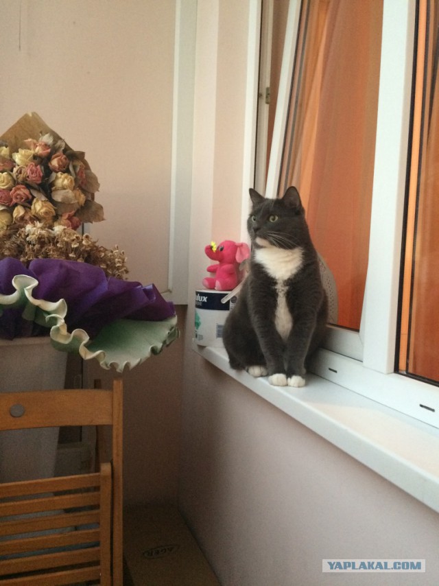 Котовторник 26.07 2016