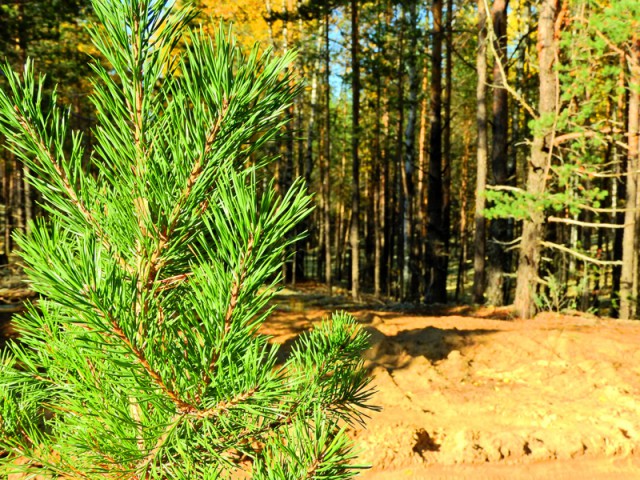 Прогулка по лесу с ножом, фотоаппаратом и ведром.