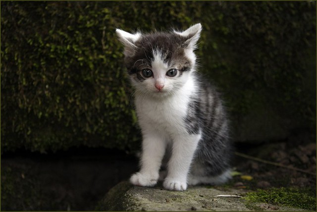 Коты из сети