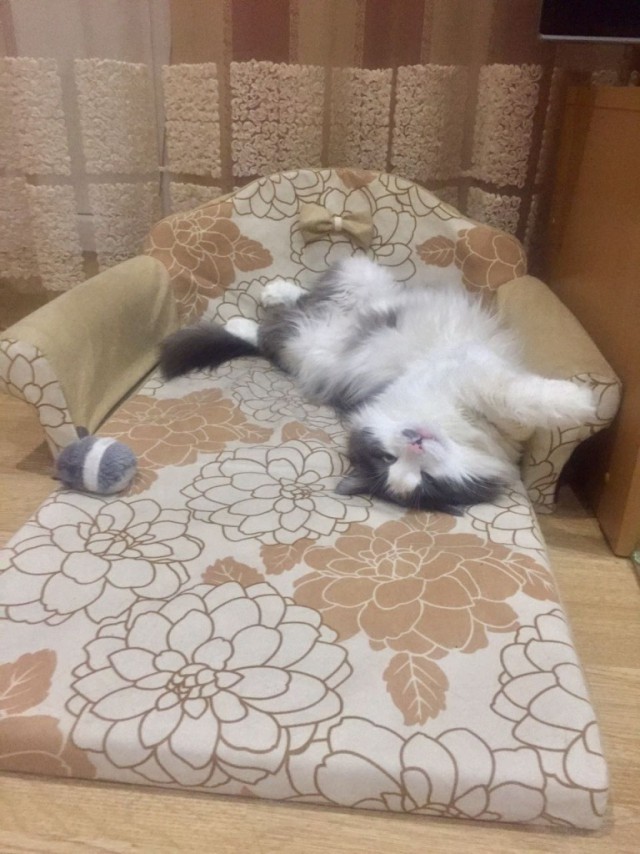 Коты и Кошки