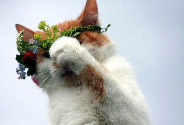 Коты и Кошки