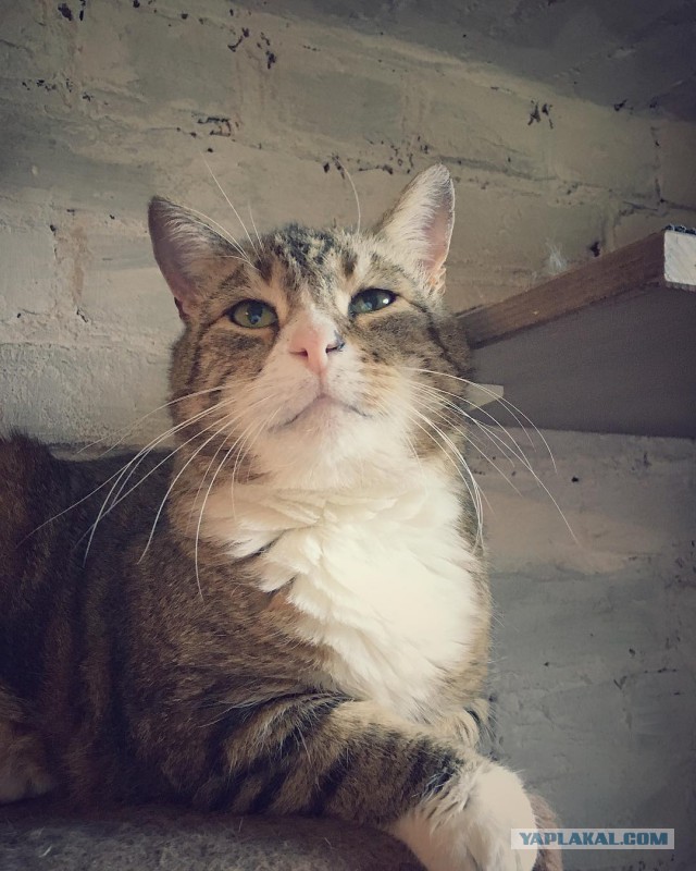Котовторник 13.06.2017