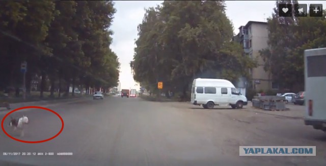 Беспредел в Ульяновске: избили водителя за сбитую собаку