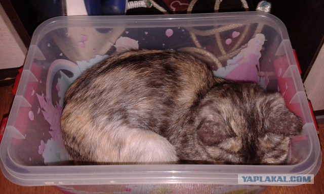 Котофеи обнаглели