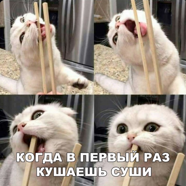 Коты и Кошки