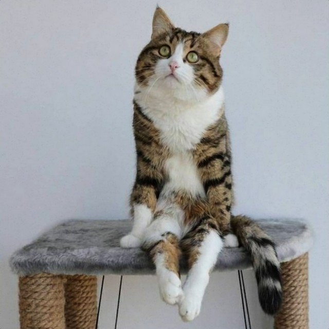 Коты и Кошки
