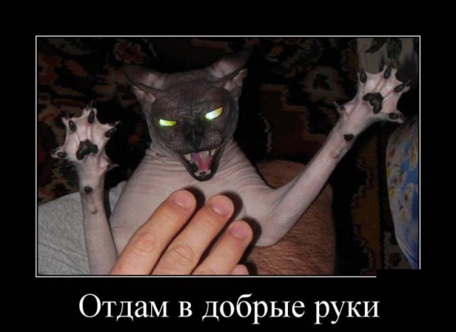 Коты. Отнюдь не ми-ми-ми.