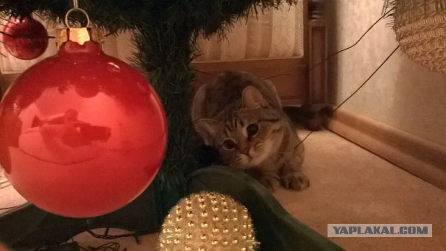 Фотографии кошек на новогодних елках начинают заполнять интернет