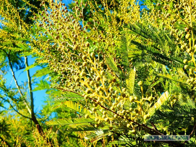 Новогодний завтрак гурмана