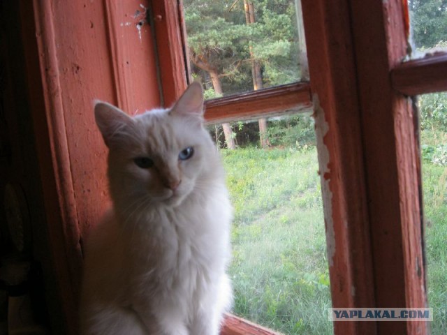 Жизнь домашнего приюта для котеек 226