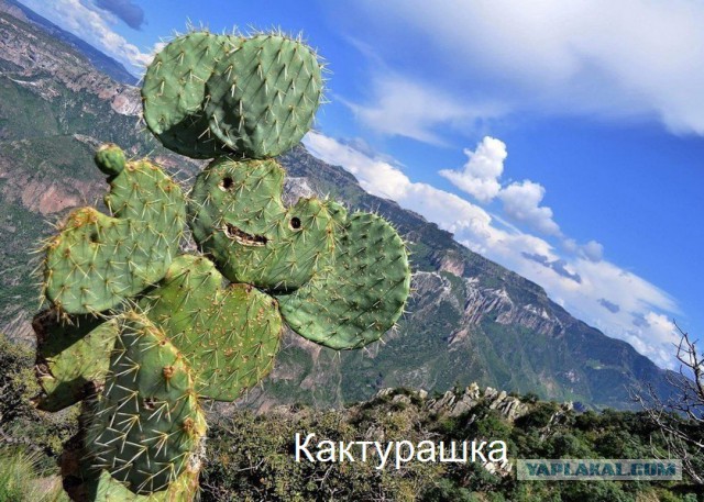 Специфический юмор
