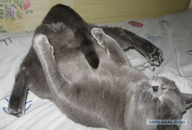 Котовторник - С праздником, котоводы!