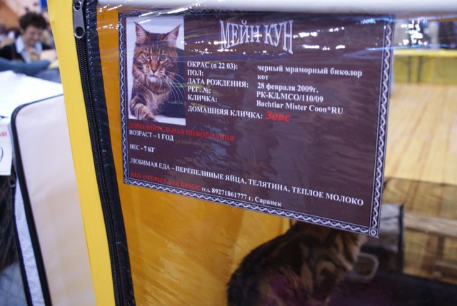Выставка кошек