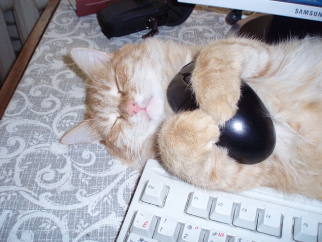Котовторник стартует