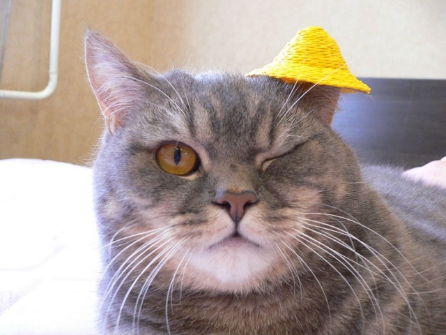Супер-котофото на котовторник