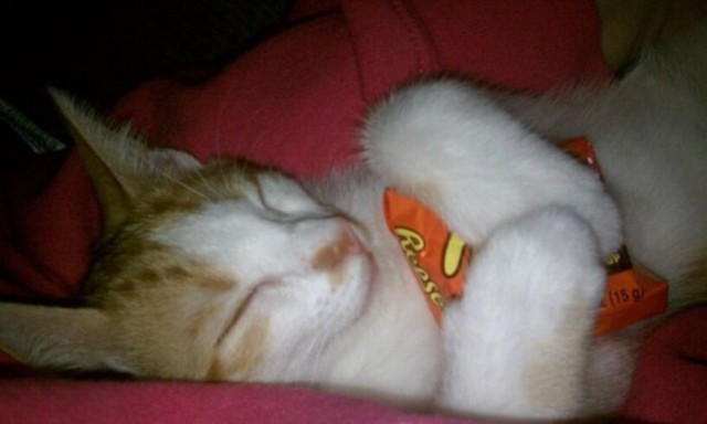 Котовторник! 11.10.11