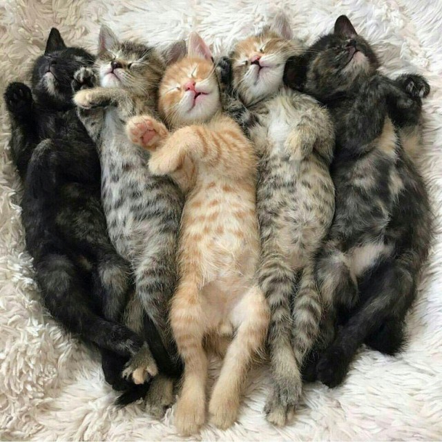 Прикольных котов пост