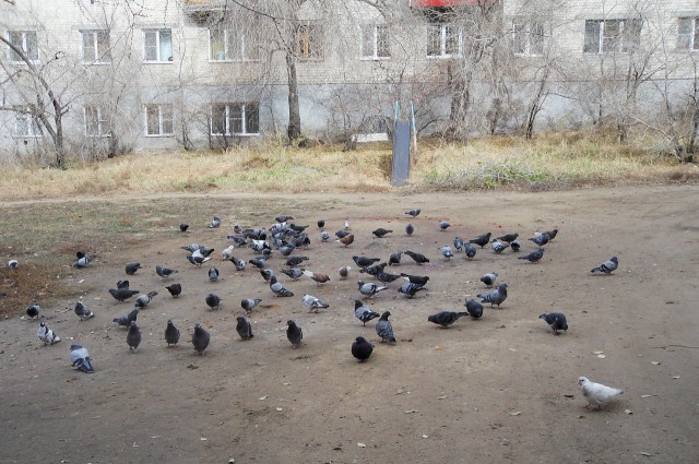 Живность из сети