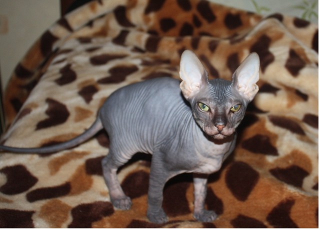Котовторник 27.03.2012