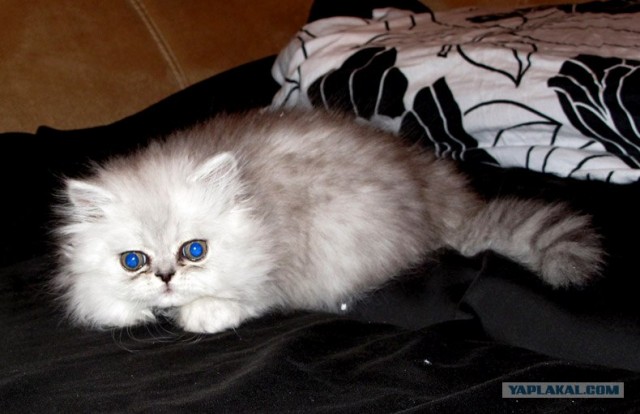 Котовторник  от 3.04.2012