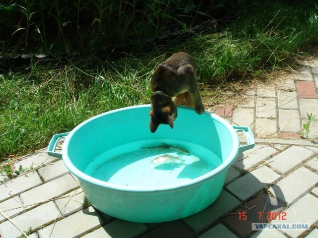 Котовторник 31.07.2012 г.