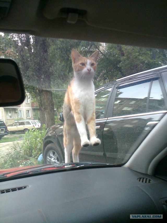 Котовторник  14.08.2012.