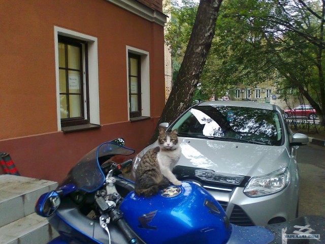 Котовторник  28.08.12