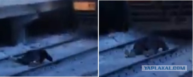 В России дураков лет на сто припасено...