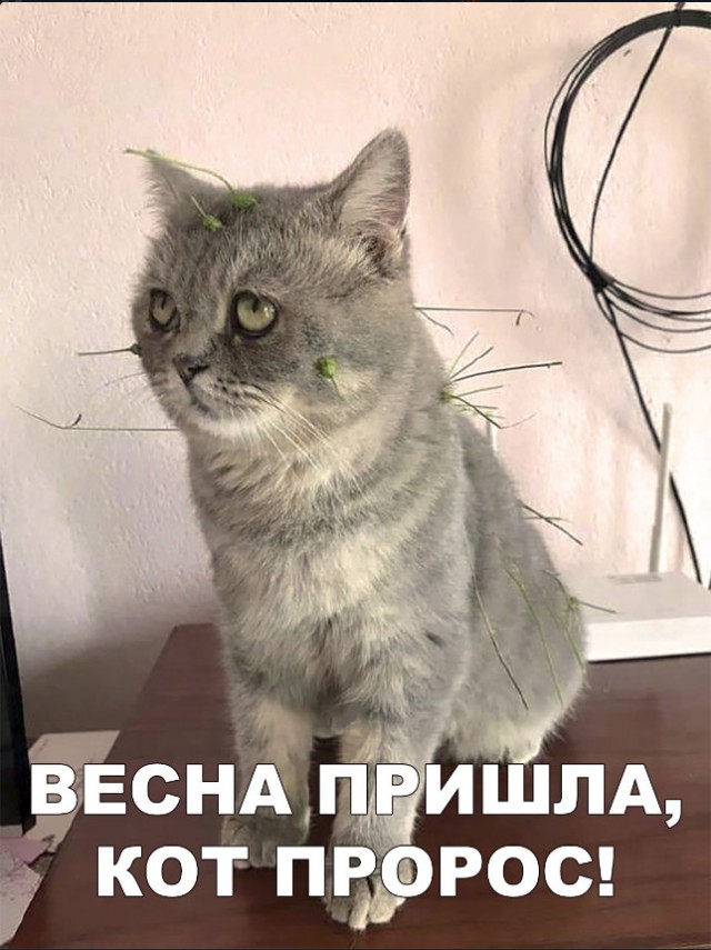 Забавные фото котеек